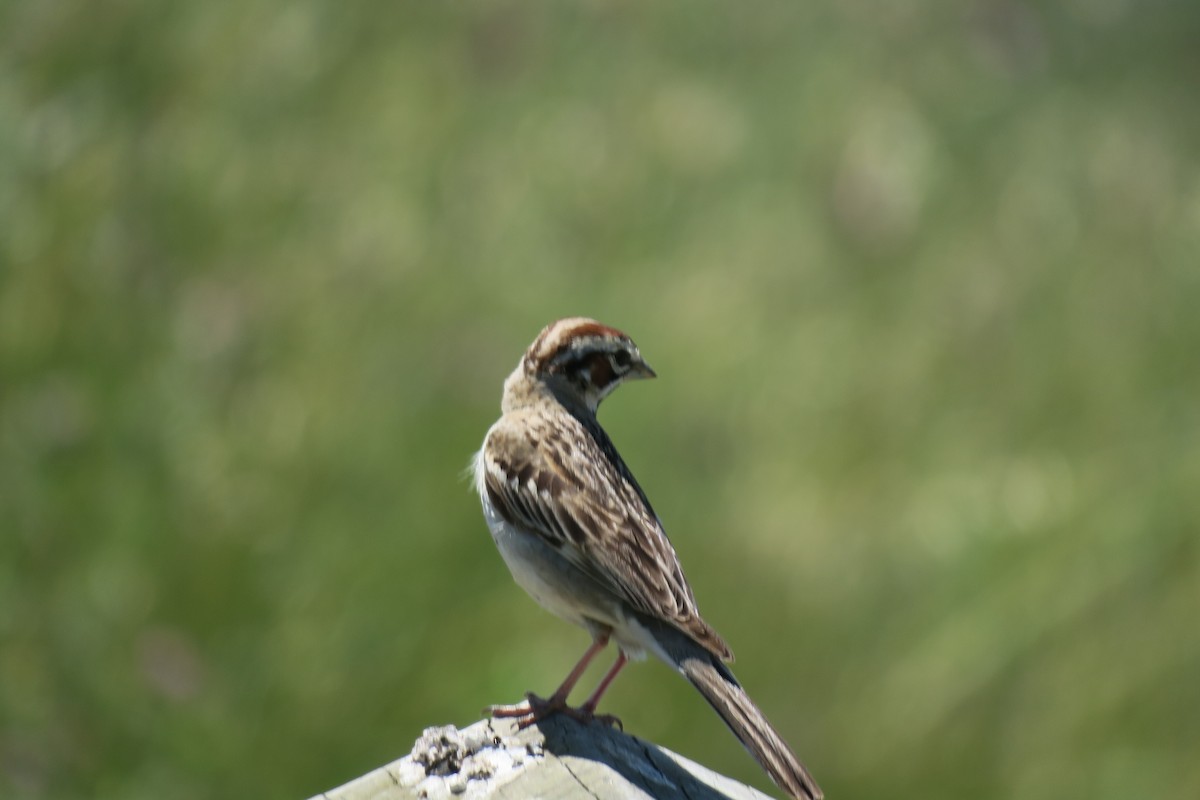 Lark Sparrow - ML585910051