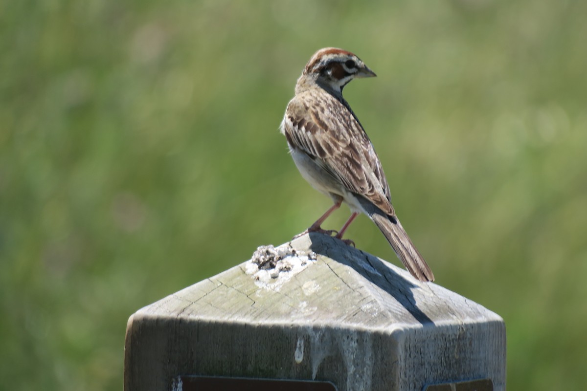 Lark Sparrow - Douglas Brown
