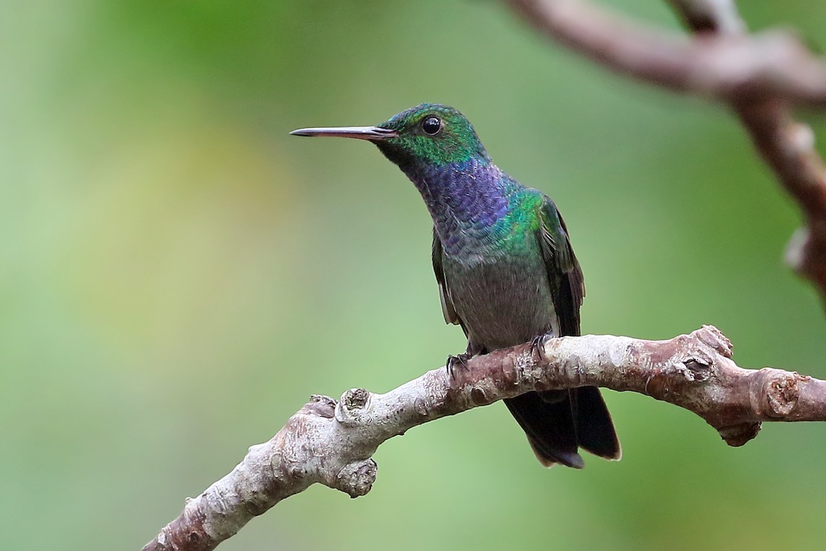 kolibřík modroprsý - ML585910301