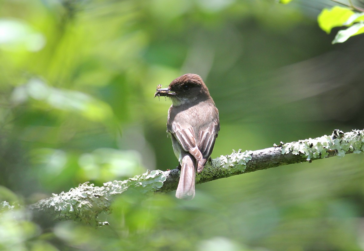 Eastern Phoebe - ML585910431