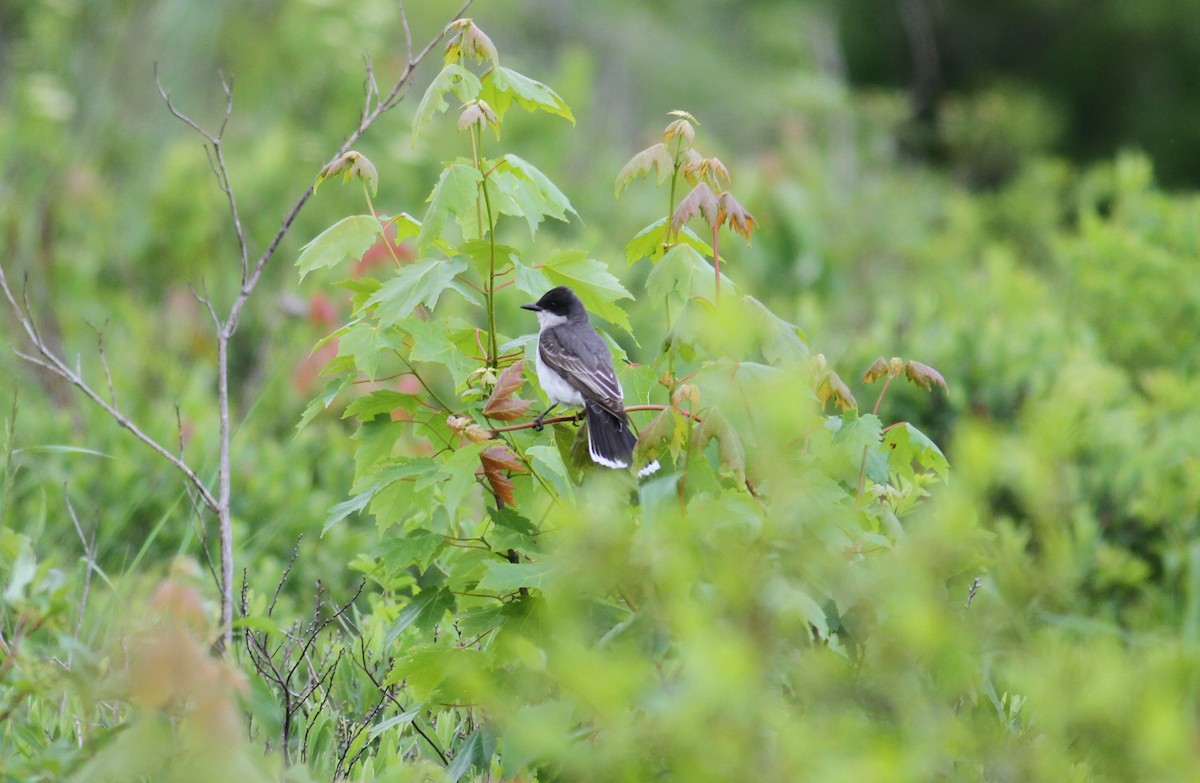 Eastern Kingbird - ML585910451