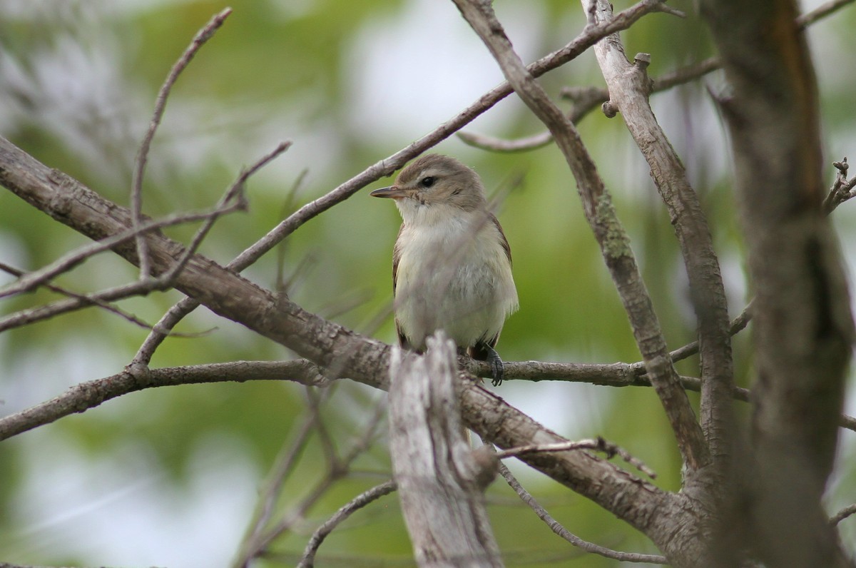 Eastern Warbling Vireo - ML585910491