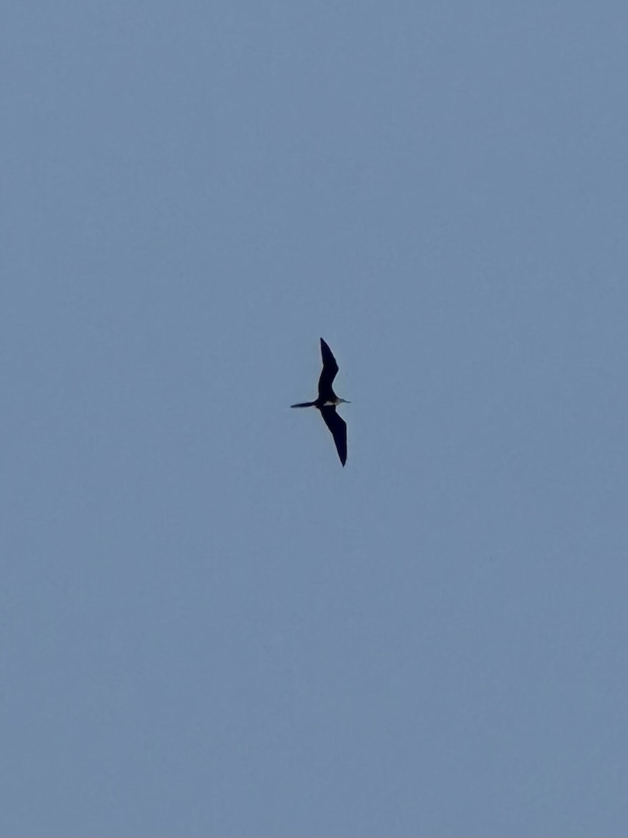 Magnificent Frigatebird - ML585910551