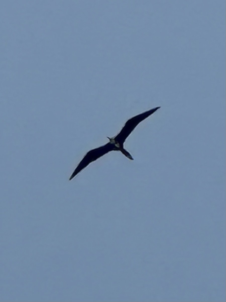 Magnificent Frigatebird - ML585910561