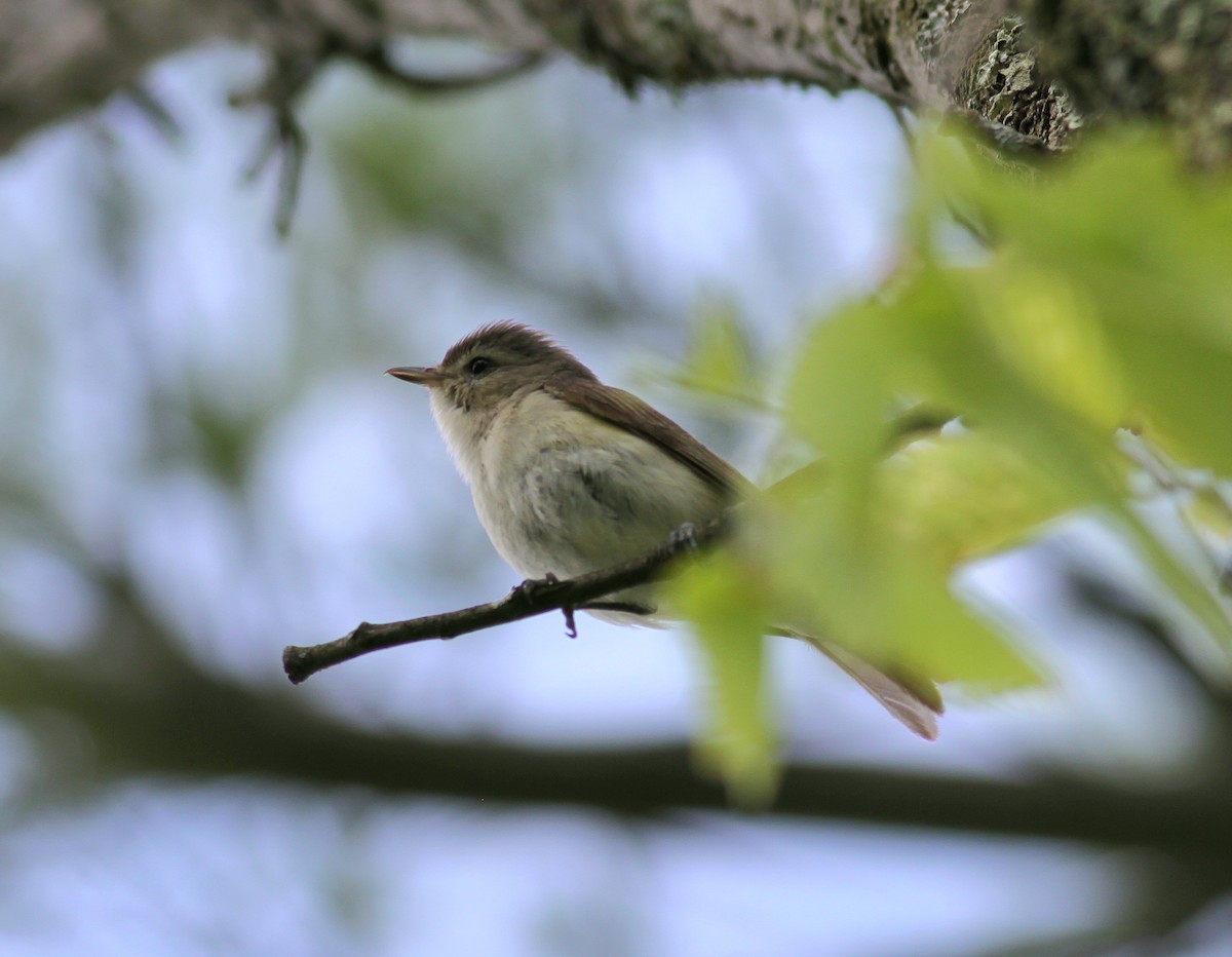 Eastern Warbling Vireo - ML585910581