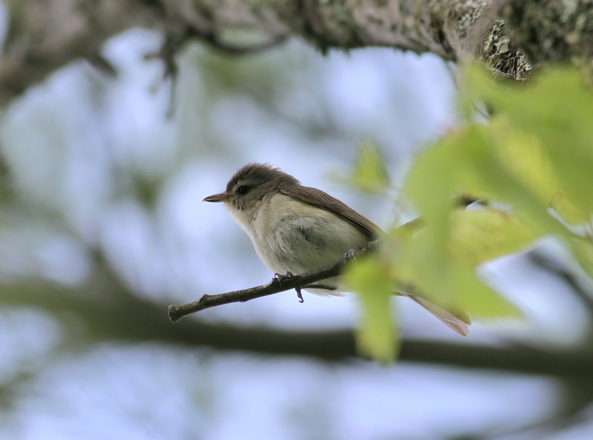 Eastern Warbling Vireo - ML585910611