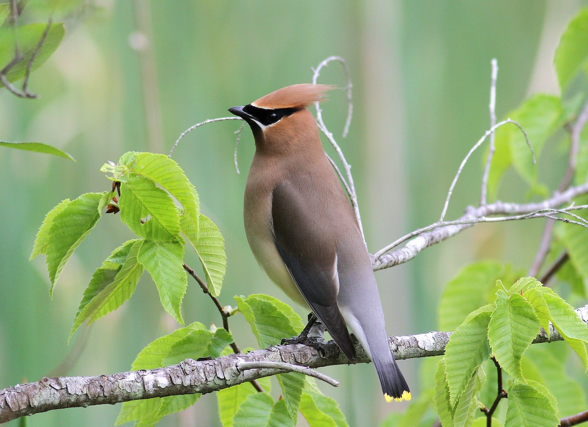 Cedar Waxwing - ML585910651