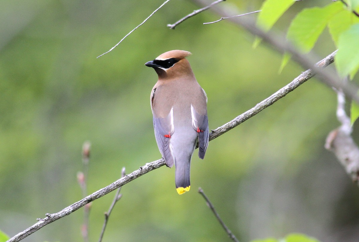 Cedar Waxwing - ML585910661