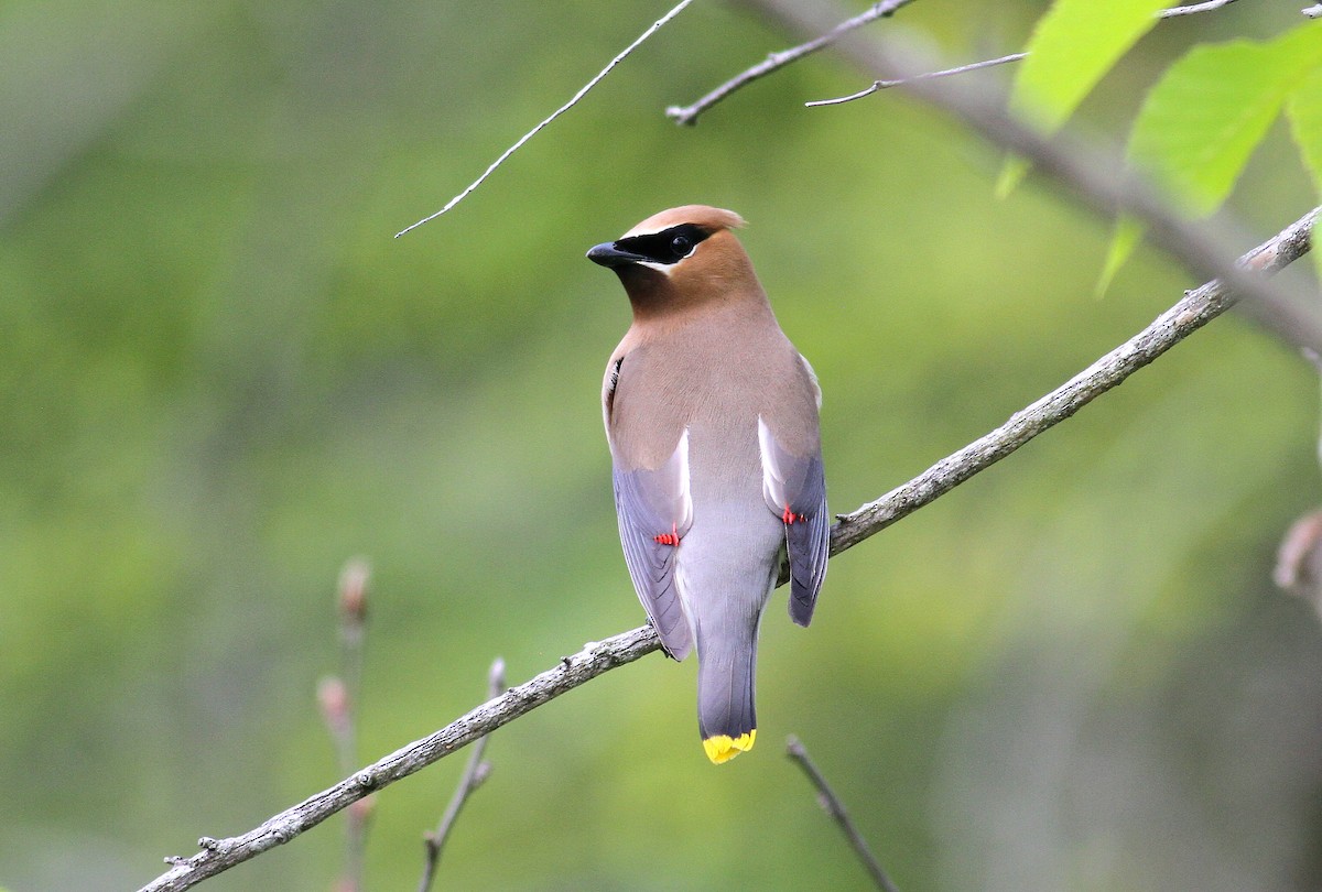 Cedar Waxwing - ML585910681
