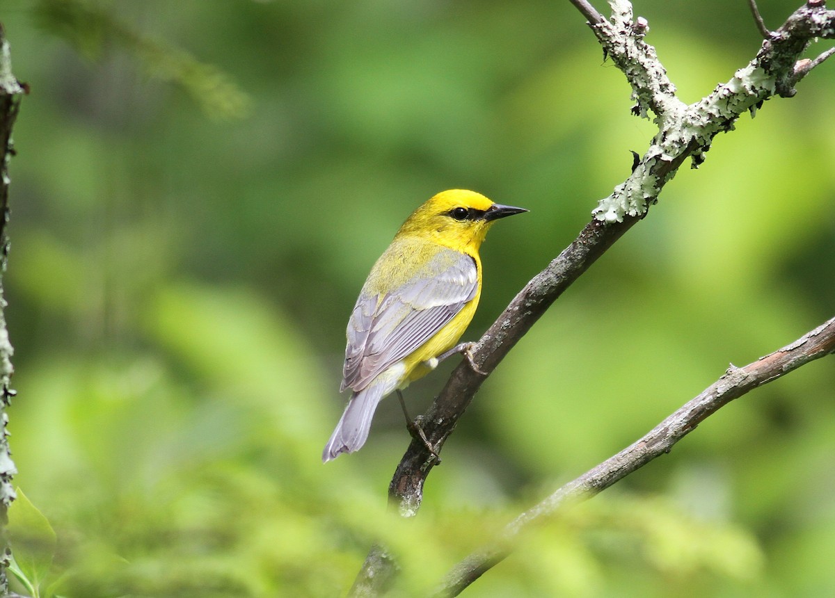 Blue-winged Warbler - ML585910721