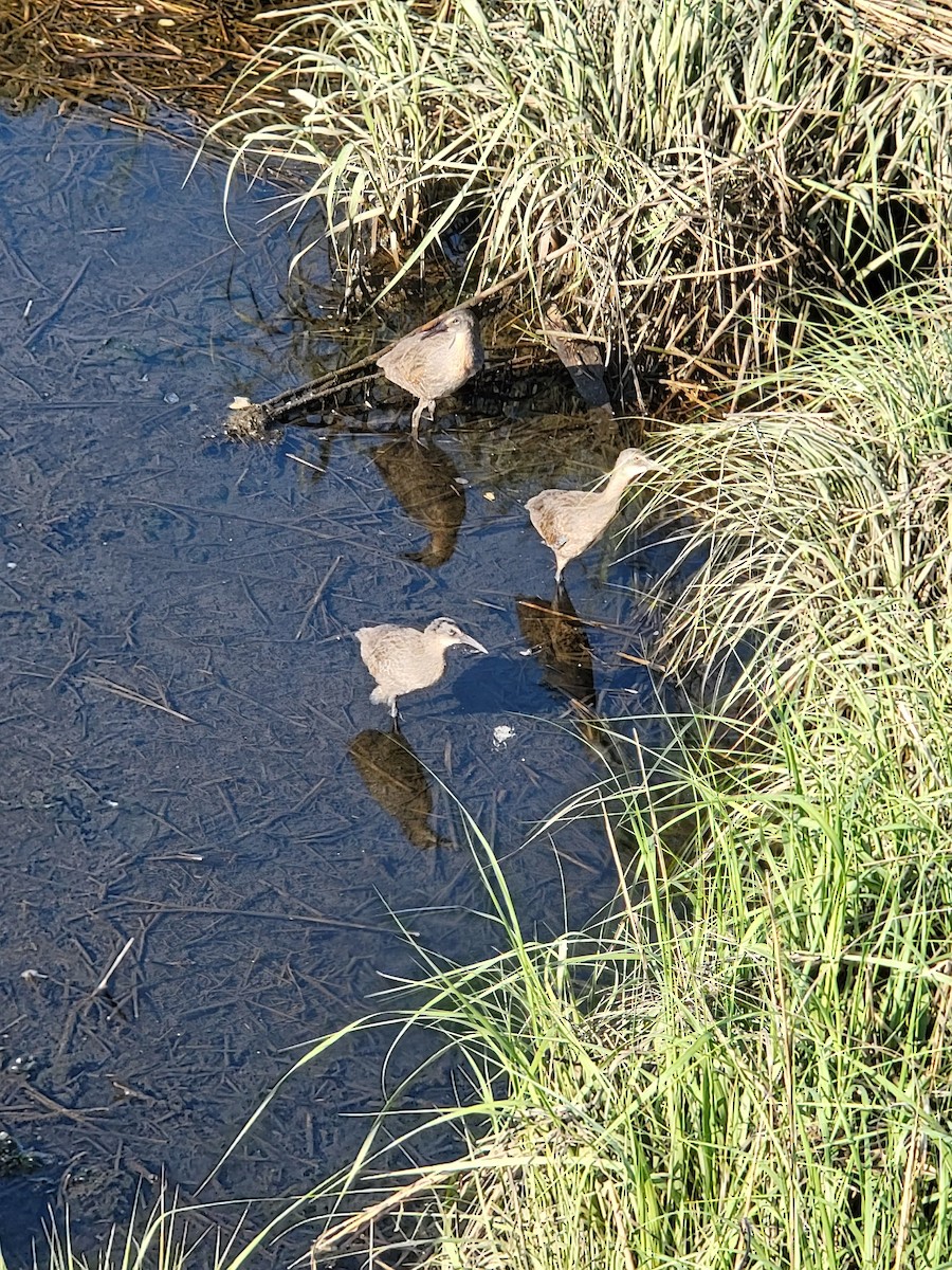 Clapper Rail - ML585910771