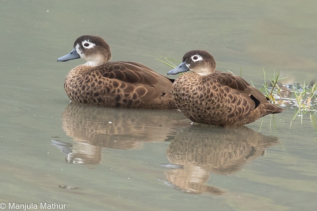 Andaman Teal - Manjula Mathur