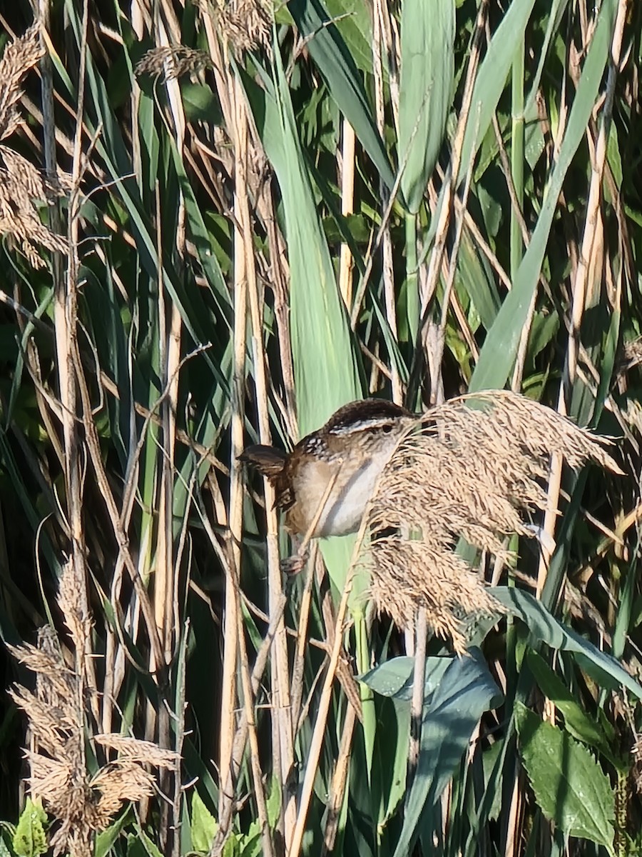 Marsh Wren - ML585911171