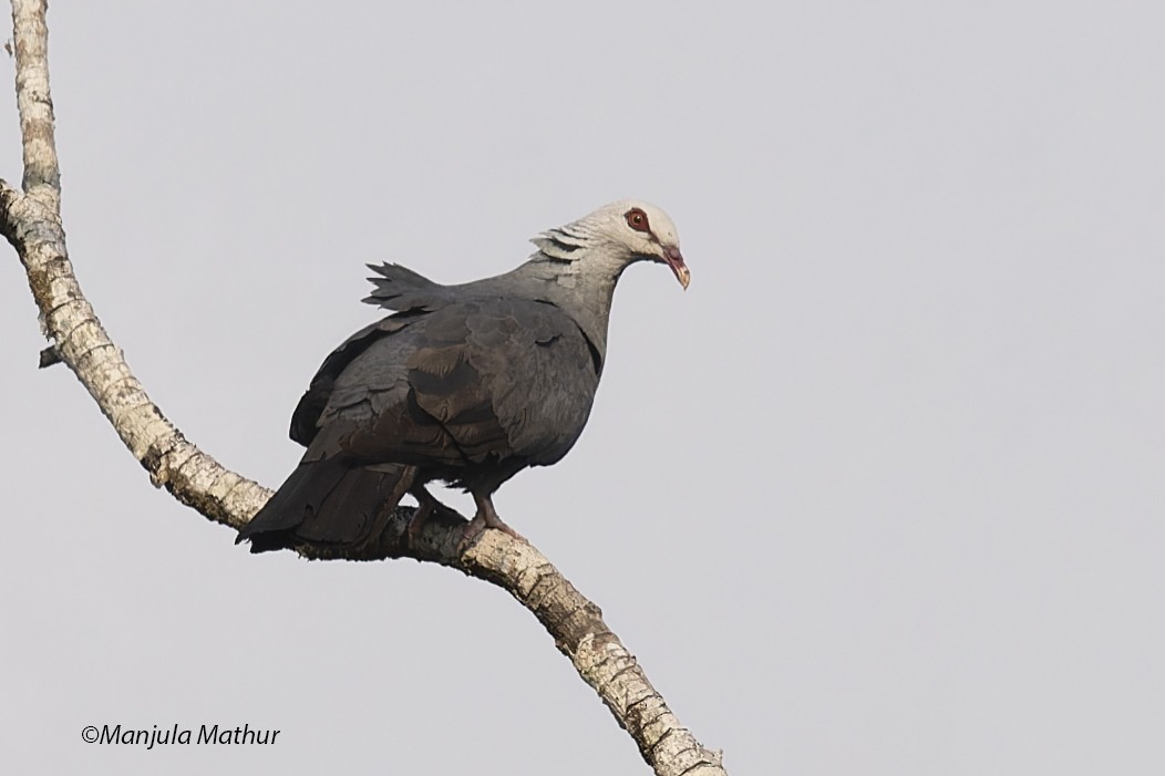 Andaman Wood-Pigeon - ML585911221