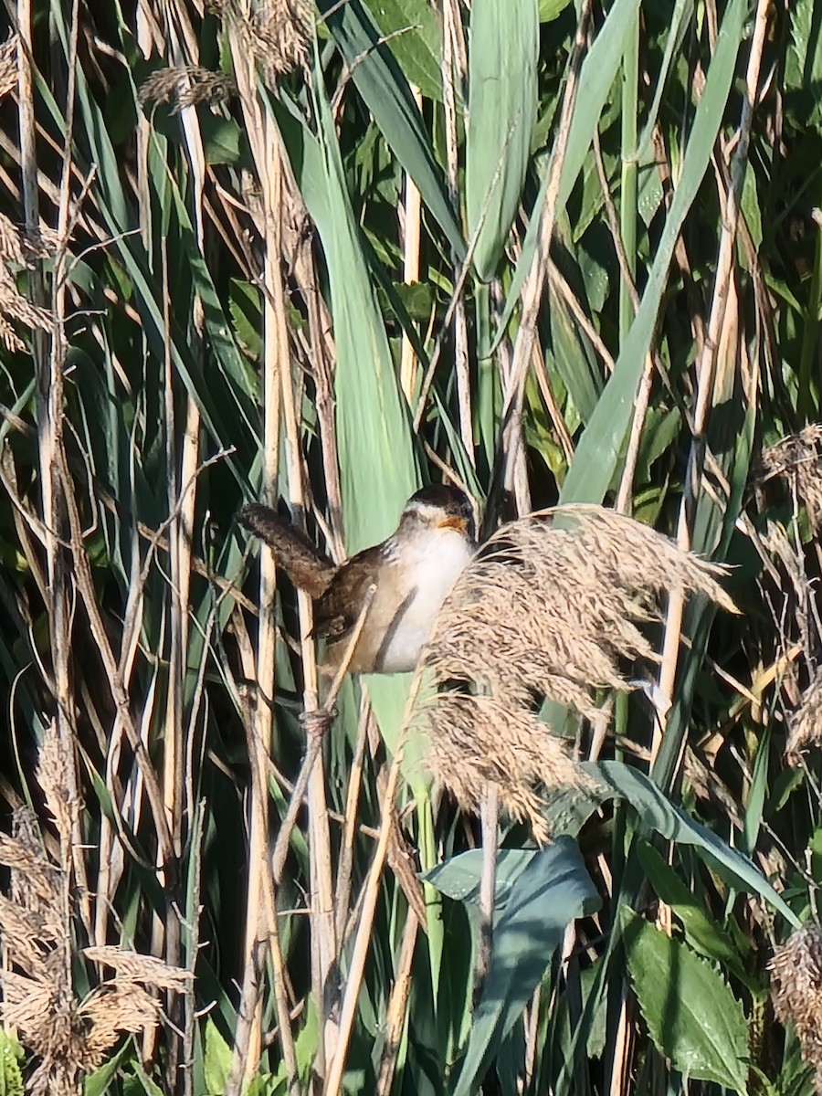 Marsh Wren - ML585911231