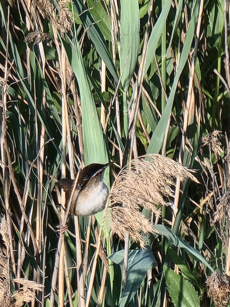 Marsh Wren - ML585911261