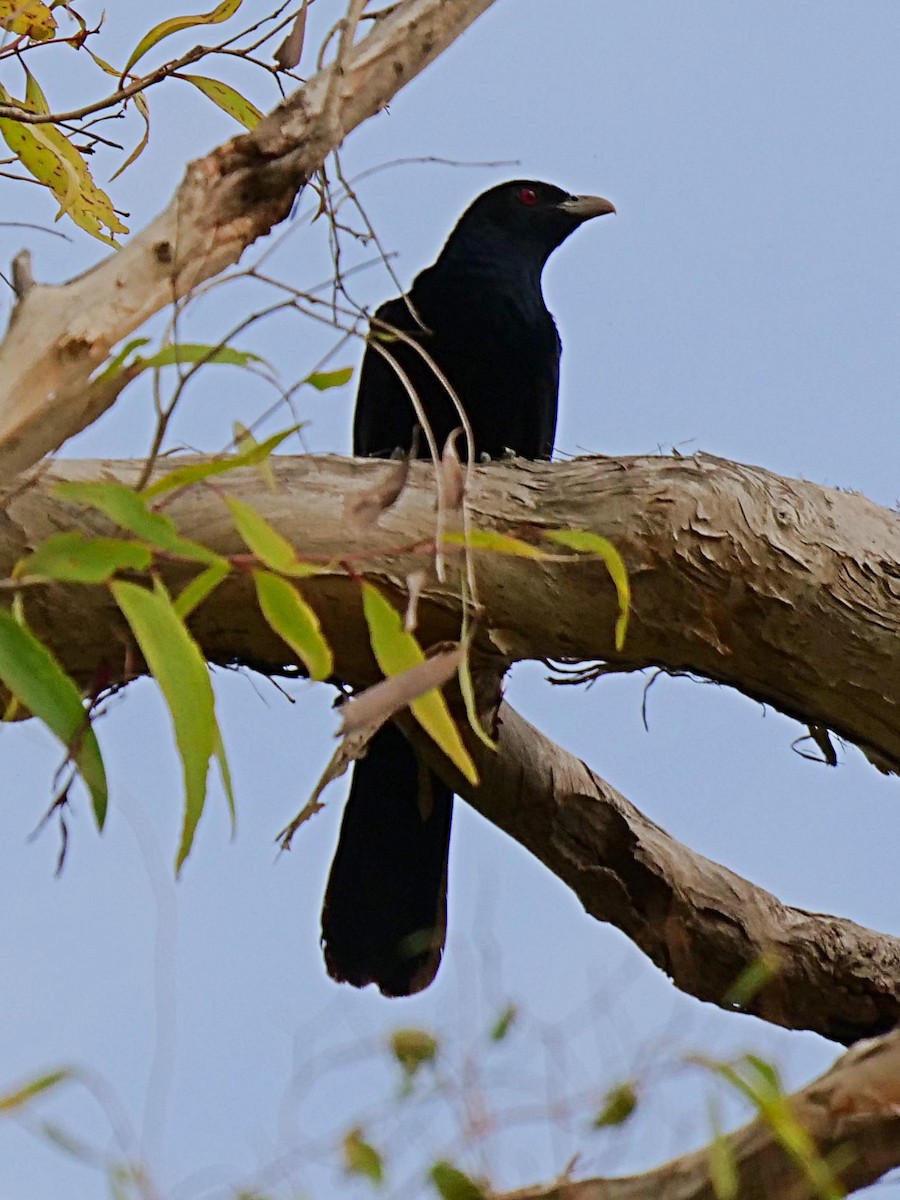 Pacific Koel - Rob Worona