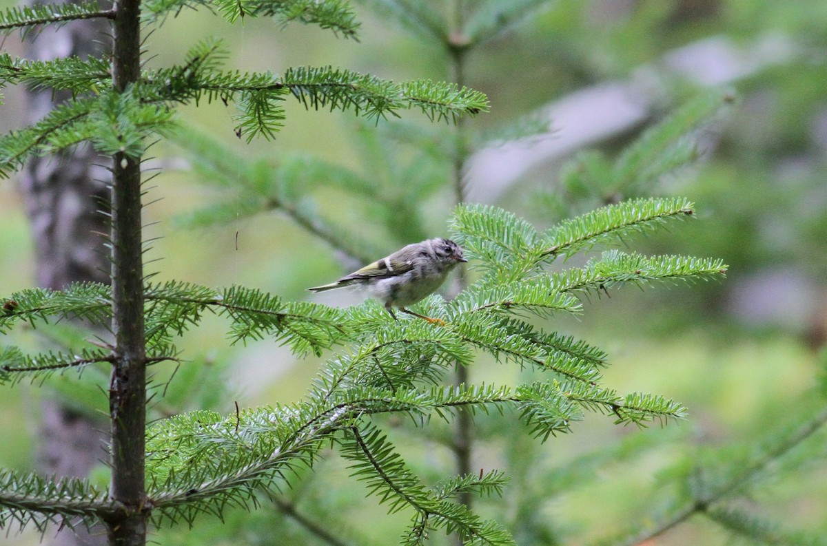 Golden-crowned Kinglet - ML585911841