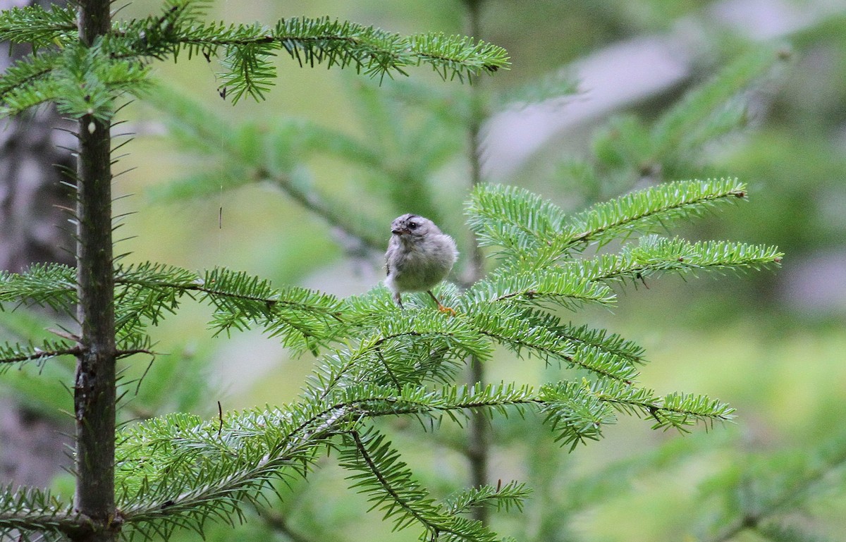 Golden-crowned Kinglet - ML585911861