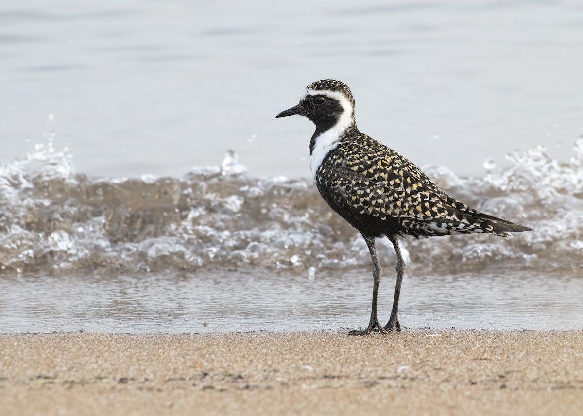 Chorlito Dorado Americano - ML58591261