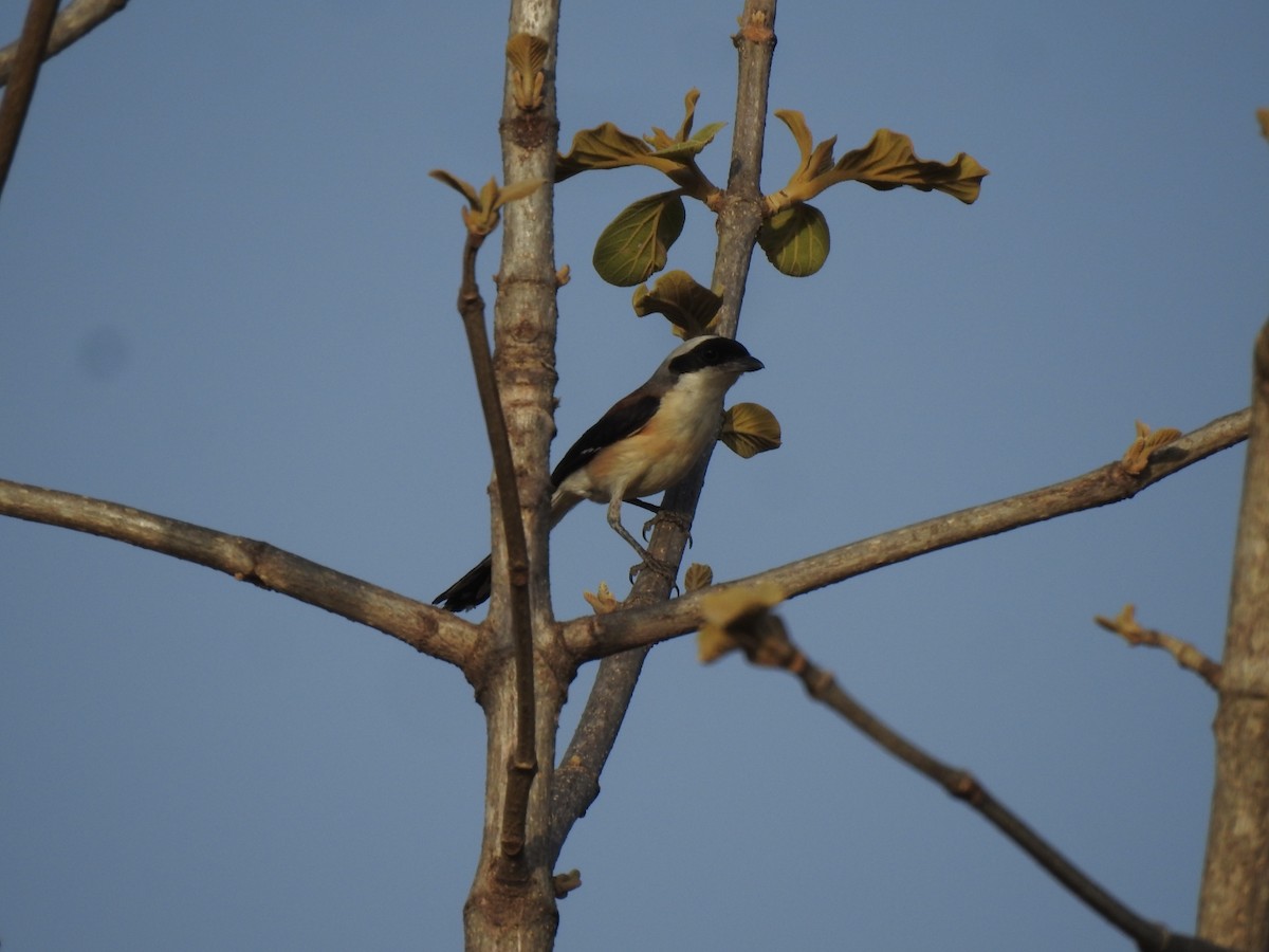 Bay-backed Shrike - ML585912811