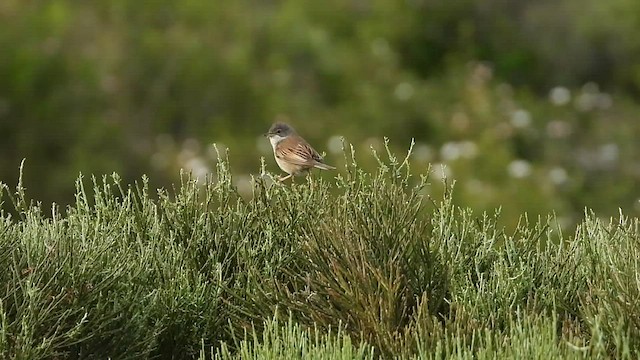 Greater Whitethroat - ML585913361