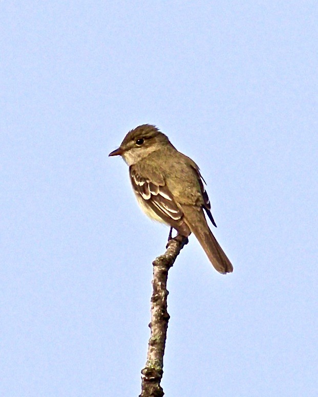 Alder Flycatcher - Jack & Holly Bartholmai