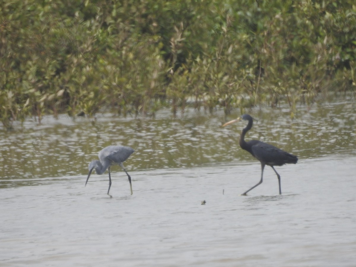 Western Reef-Heron - ML585913811