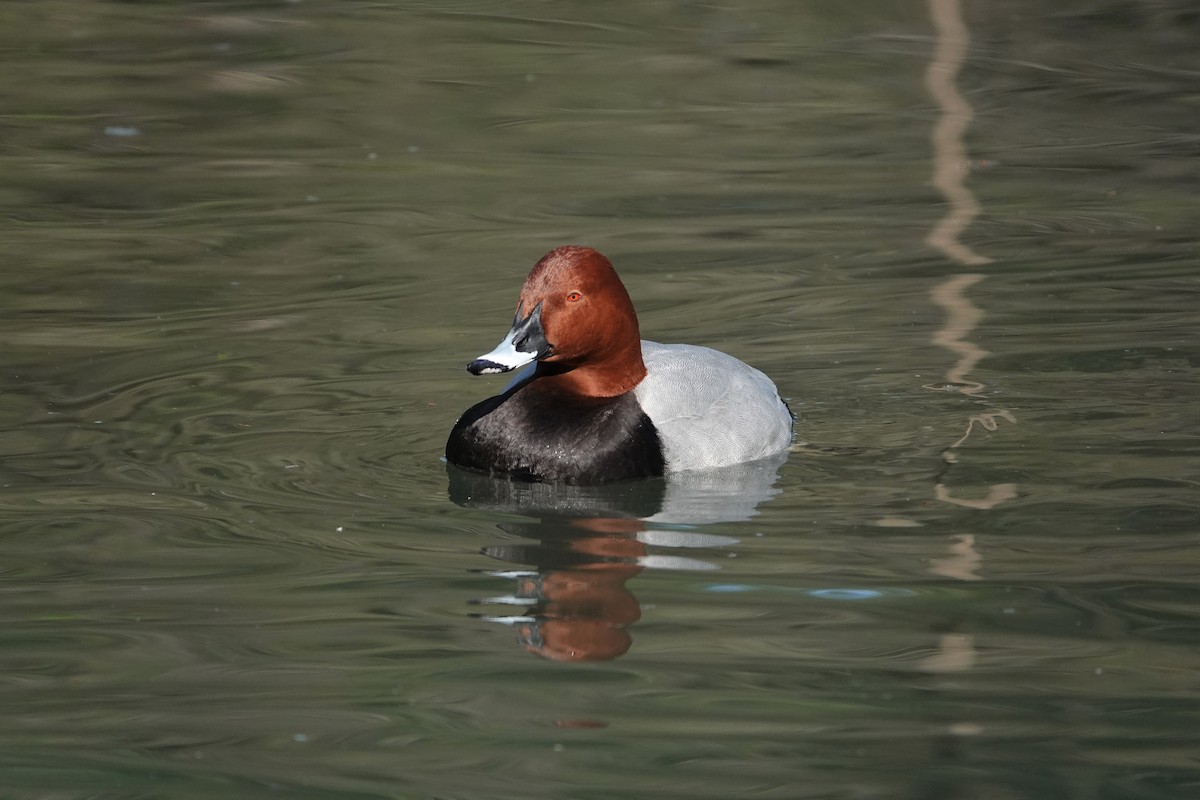 Common Pochard - Nicola Marchioli