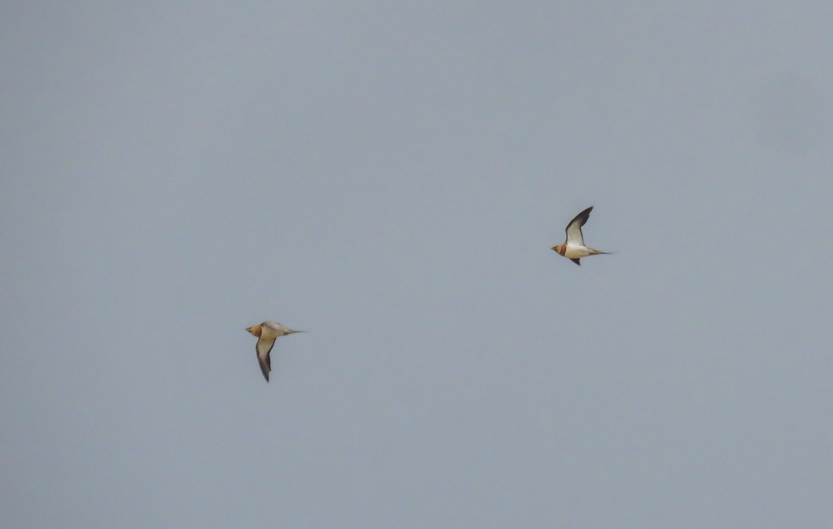 Pin-tailed Sandgrouse - ML585913961