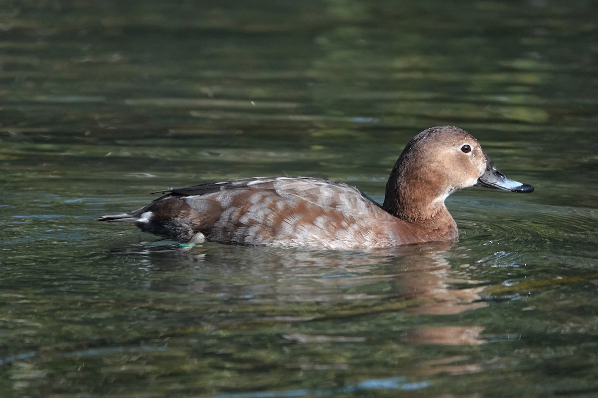 Common Pochard - ML585914231