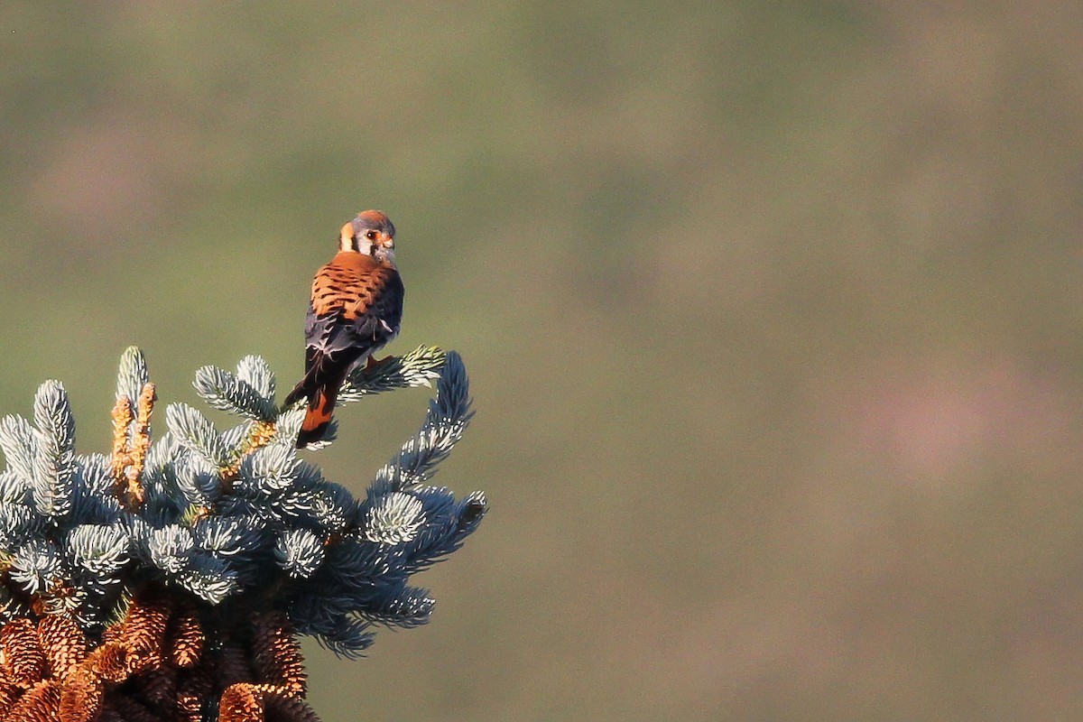 American Kestrel - ML585914431