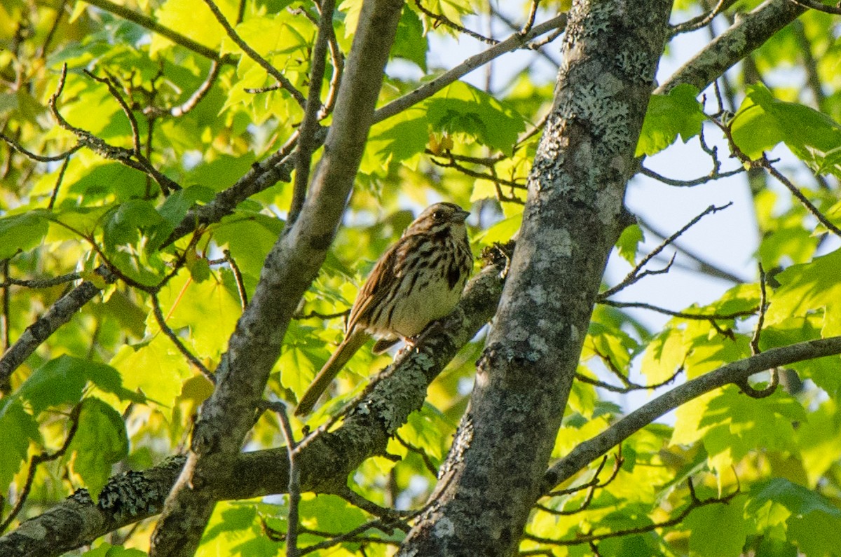 Song Sparrow - ML58591461