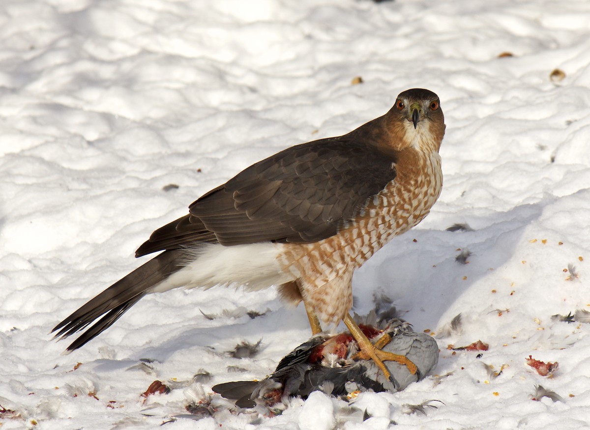 Cooper's Hawk - ML58591471