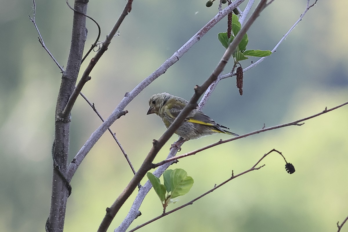 European Greenfinch - ML585914831