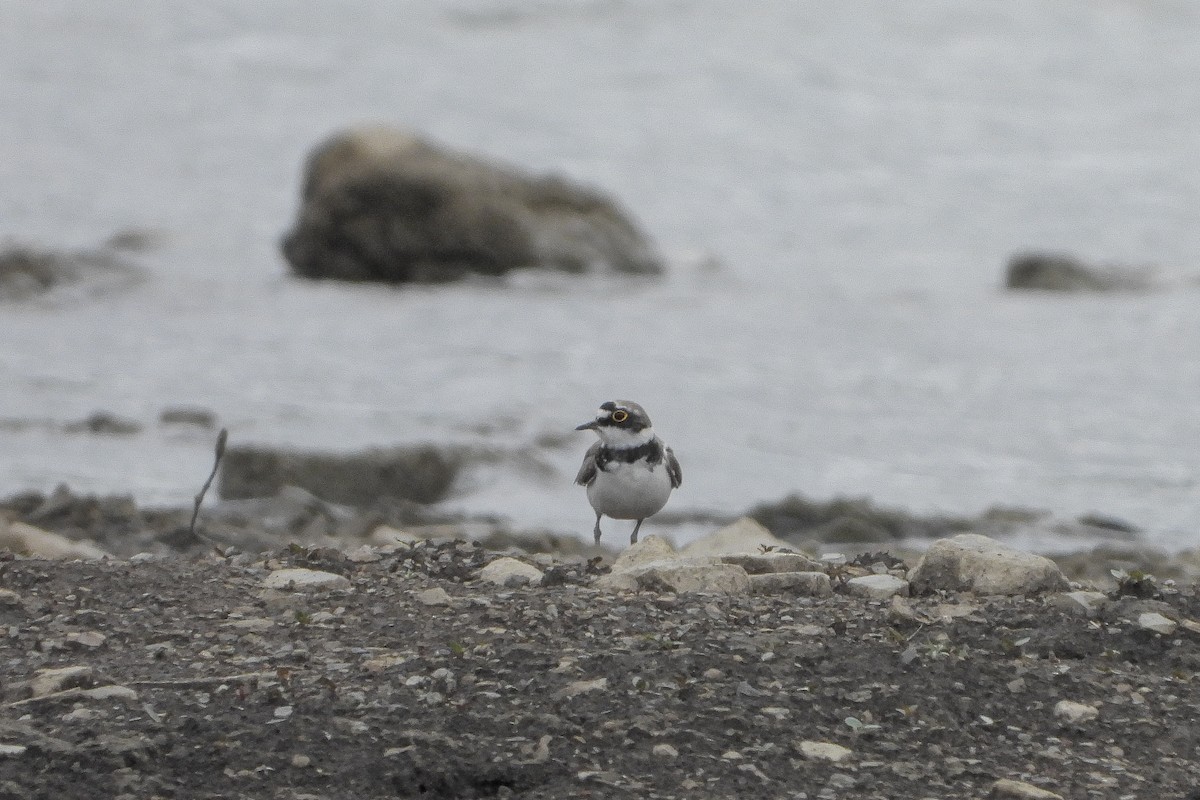 Little Ringed Plover - ML585915131