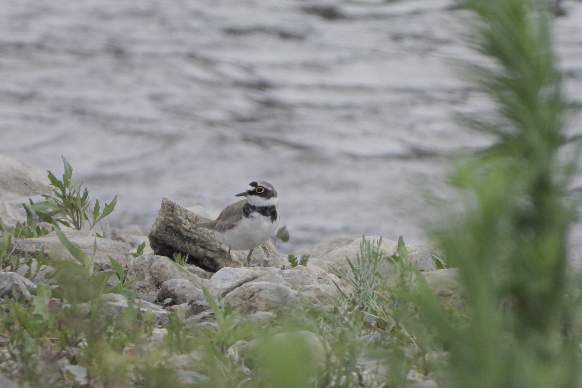 Little Ringed Plover - ML585915141