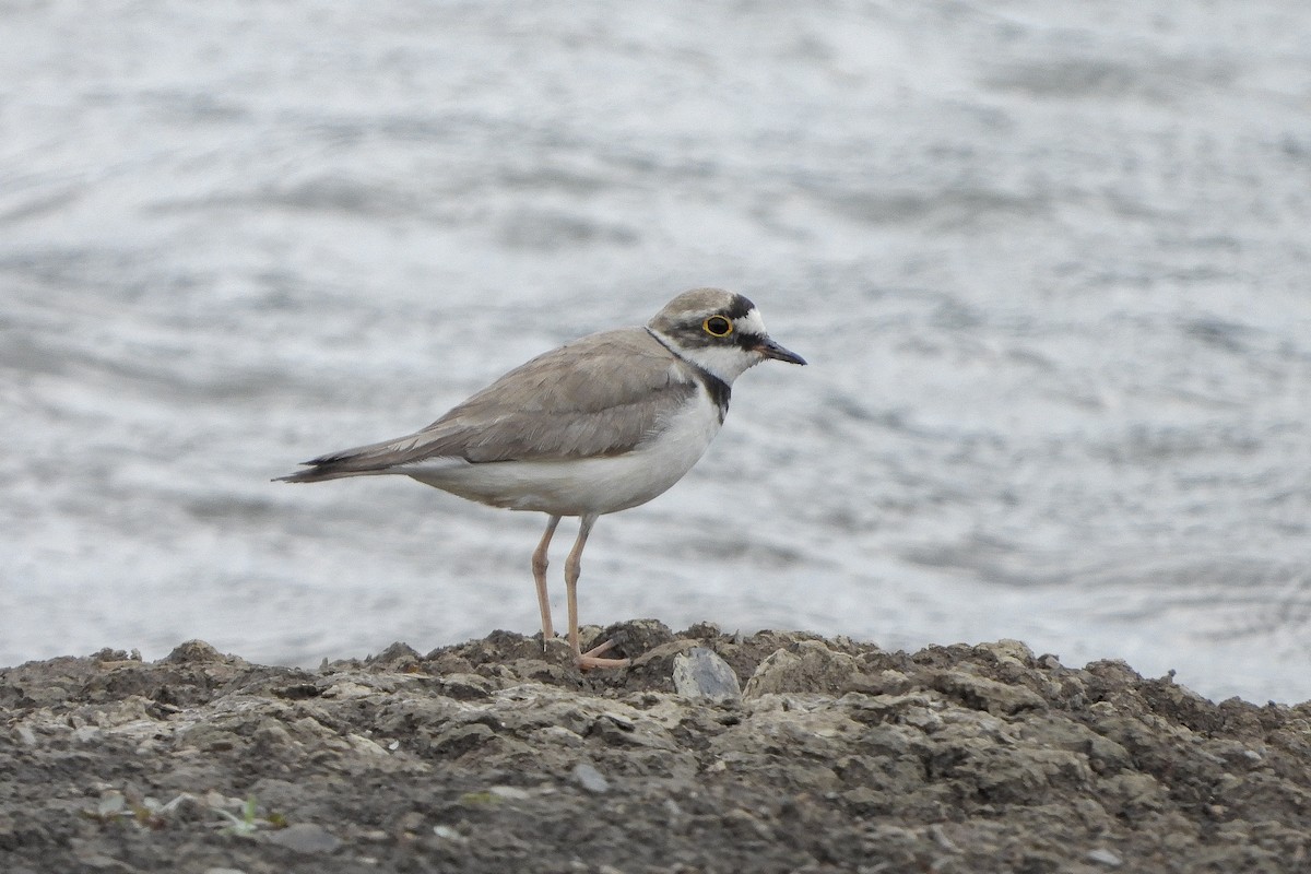 Little Ringed Plover - ML585915151