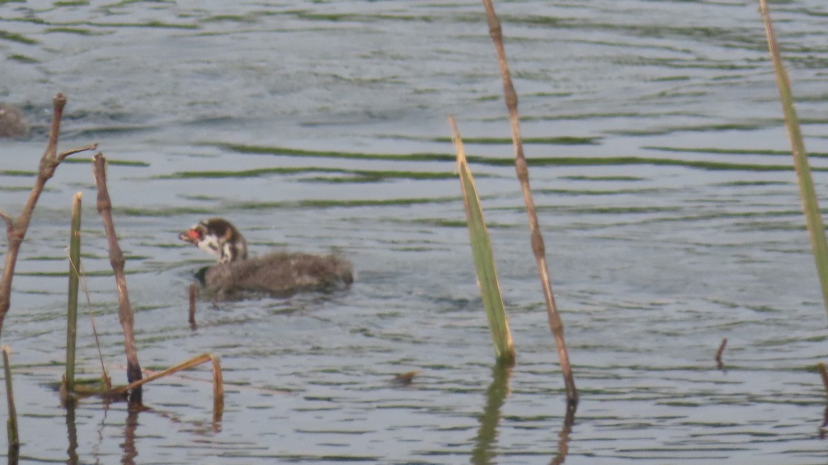 Pied-billed Grebe - ML585915291