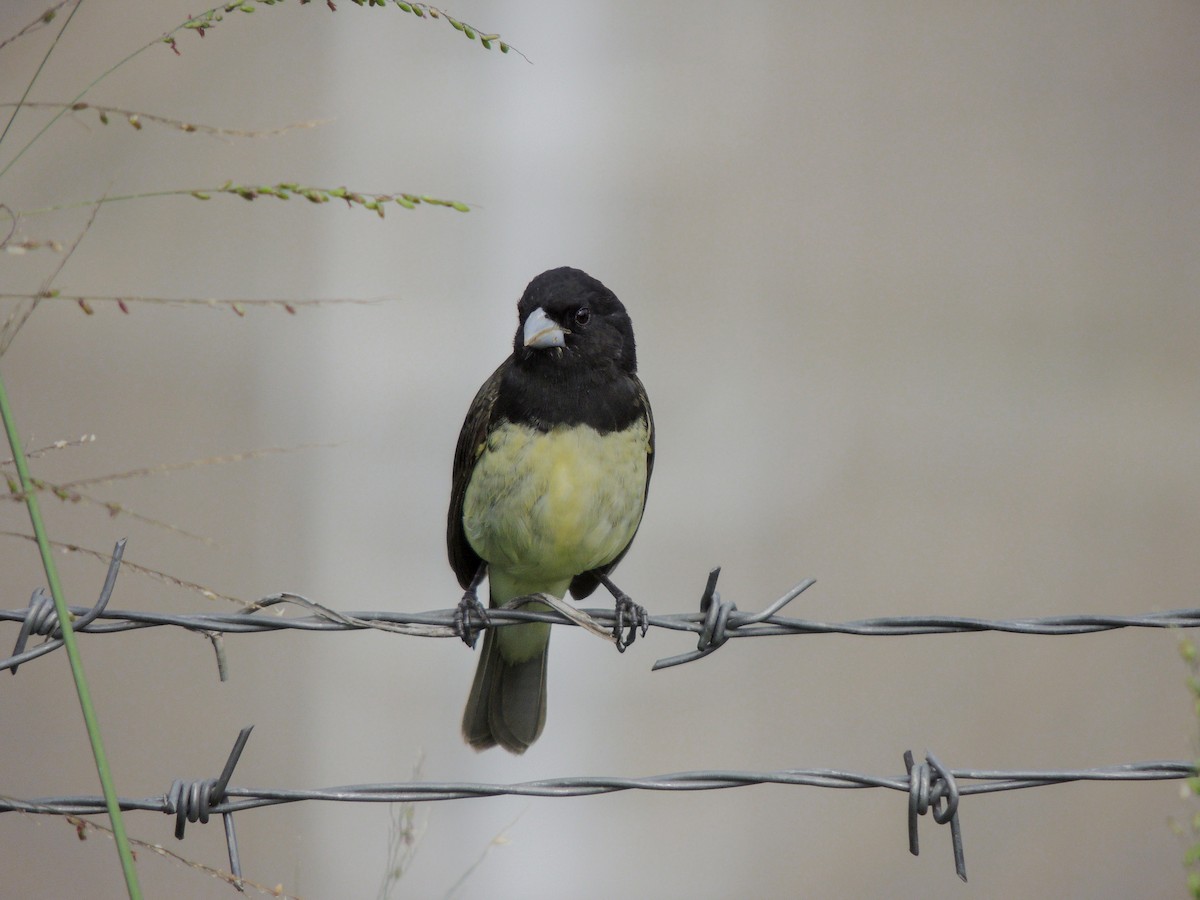 Yellow-bellied Seedeater - ML585915871