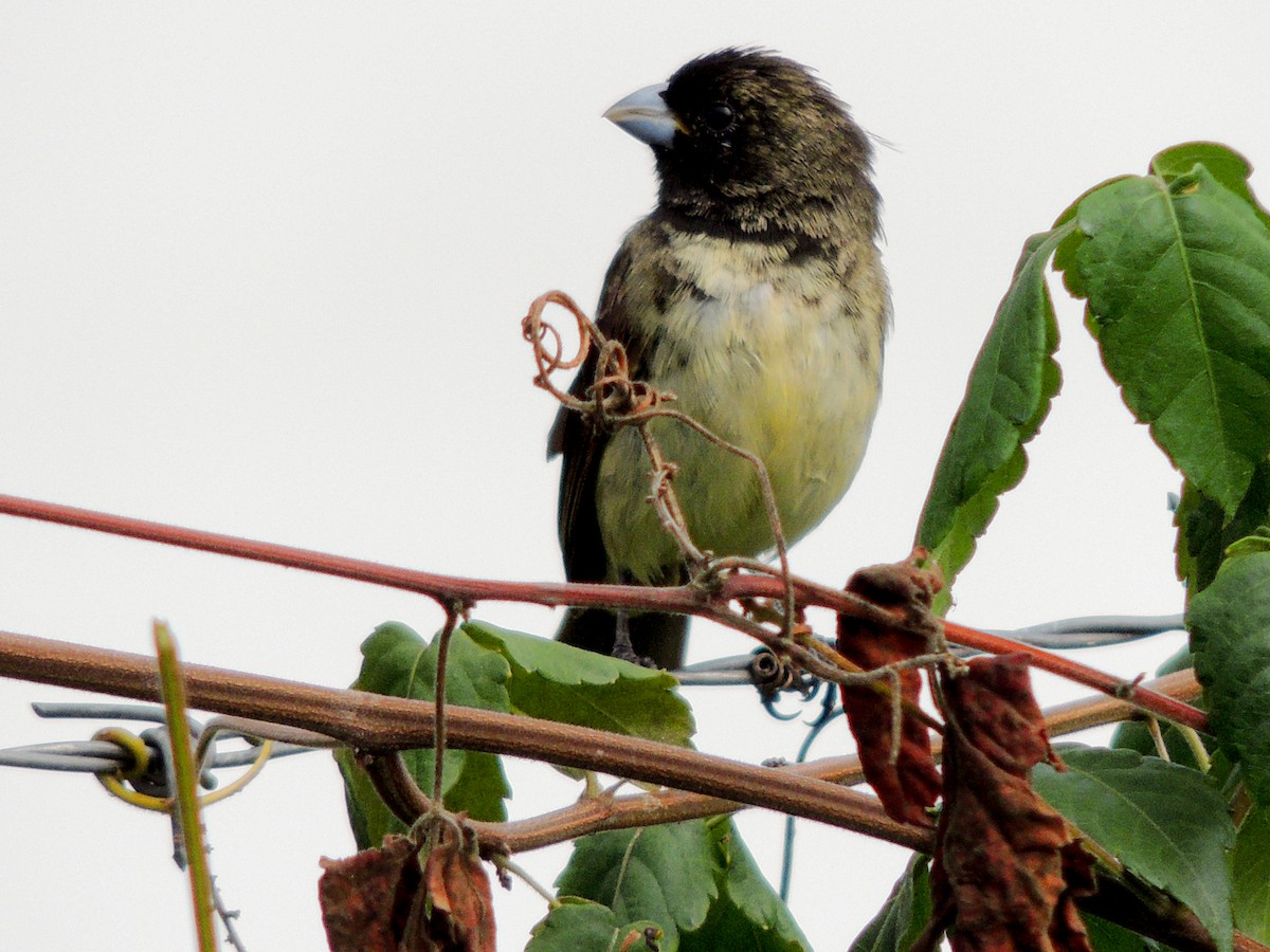 Yellow-bellied Seedeater - ML585915931