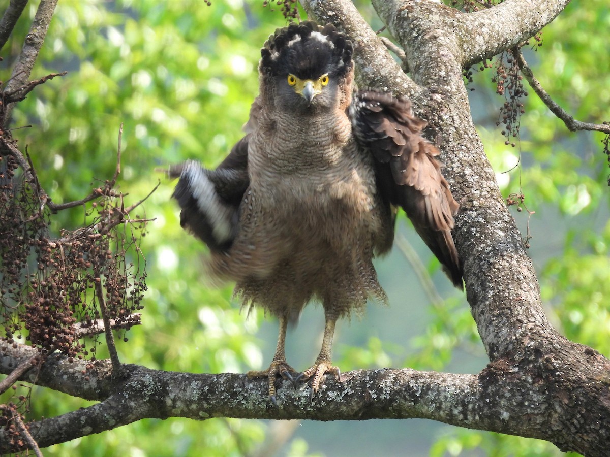 Haubenschlangenadler - ML585916411