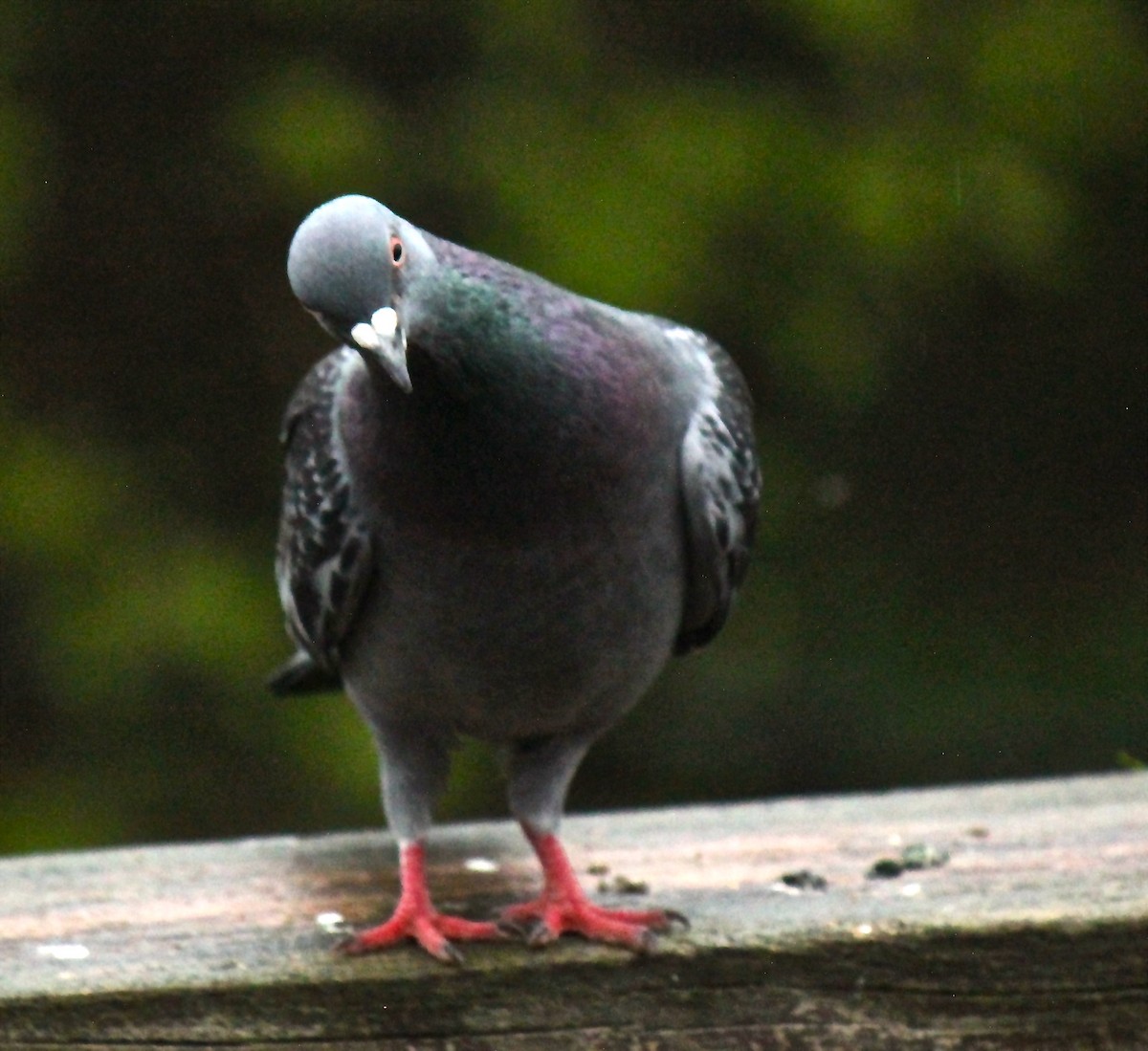 Rock Pigeon (Feral Pigeon) - ML58591651