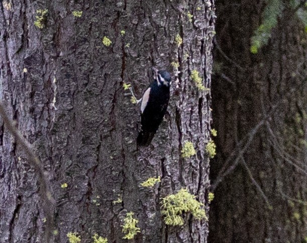 Williamson's Sapsucker - ML585916511