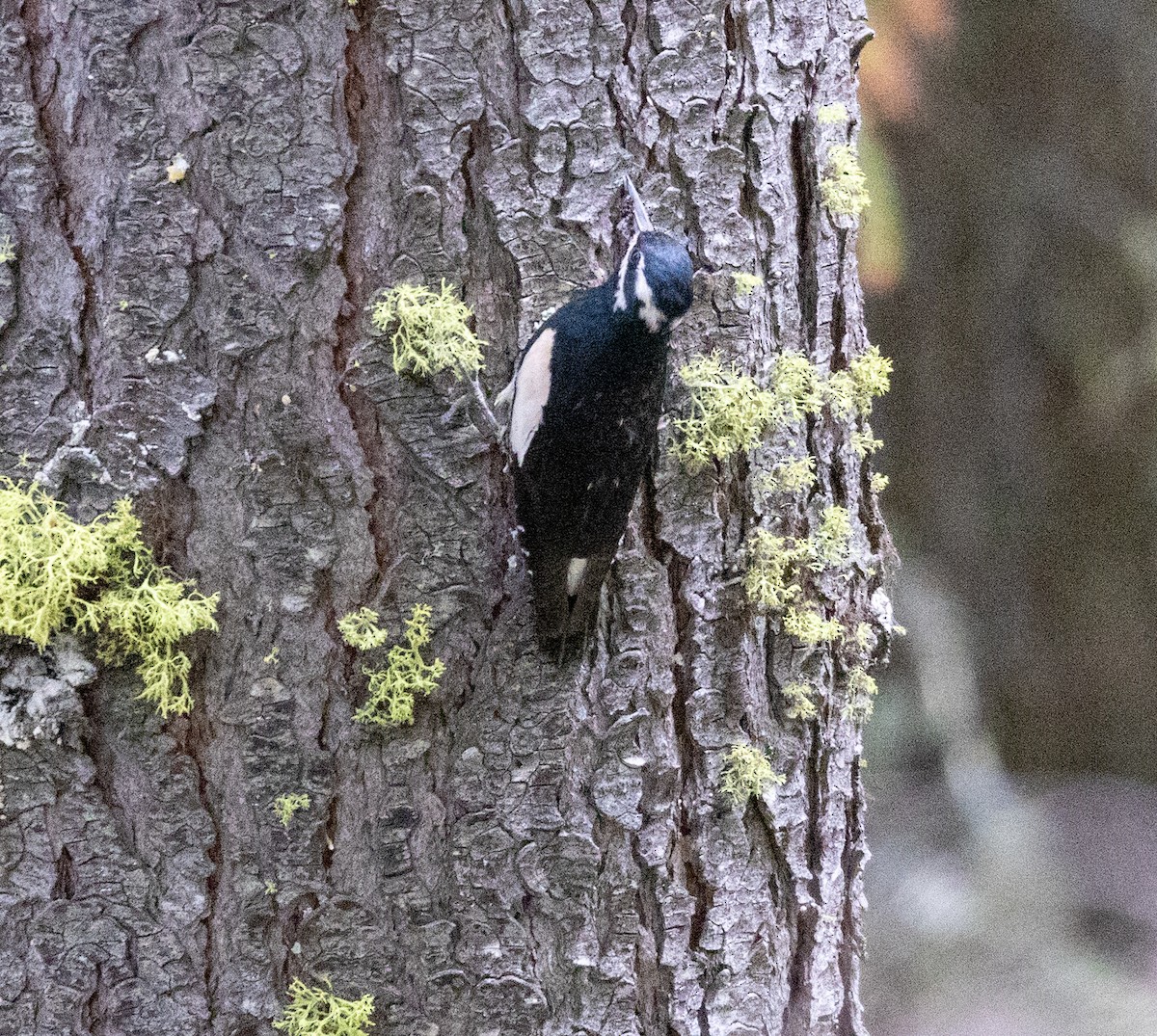 Williamson's Sapsucker - ML585916531