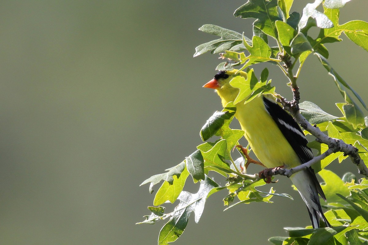 American Goldfinch - ML585916821