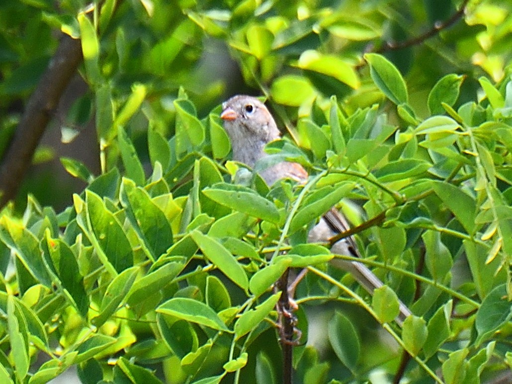 Field Sparrow - ML585916831