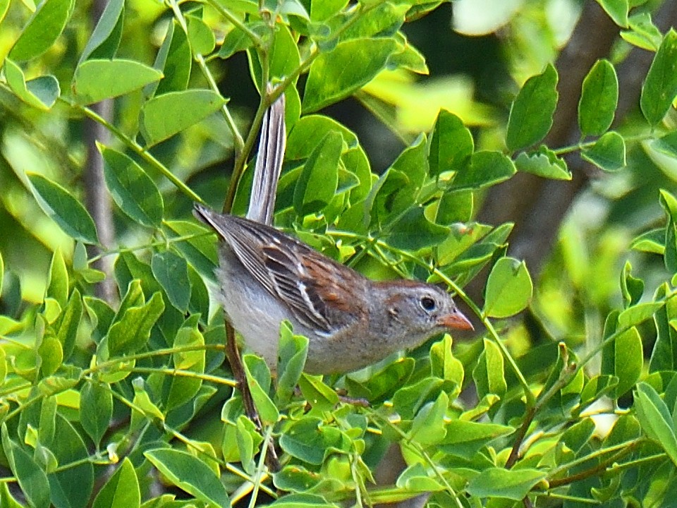 Field Sparrow - ML585916841
