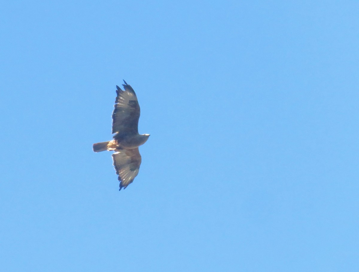 Long-legged Buzzard - Leona Mukai