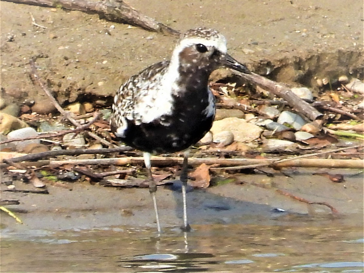 Black-bellied Plover - Jay Wriedt